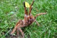 /album/fotogaleria-sklipkani-a-bezobratli/a0412-craw-sm-jpg/